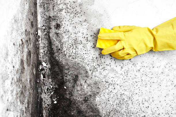 Best Residential Mold Inspection & Testing  in Newton, KS