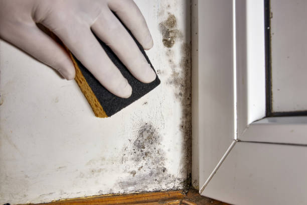 Best Mold Remediation for Healthcare Facilities  in Newton, KS